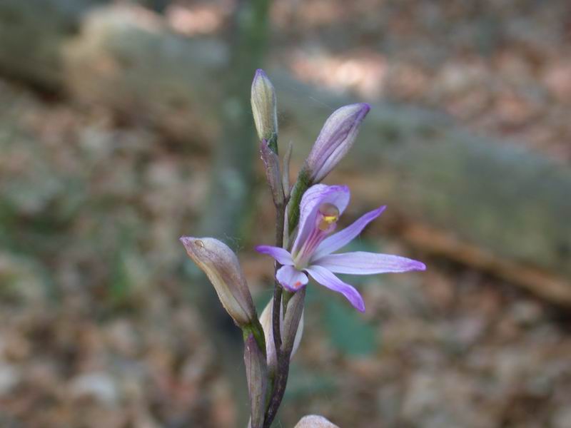 Orchidee del Chianti - Flora toscana